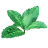 Meta MINT Ice Tea